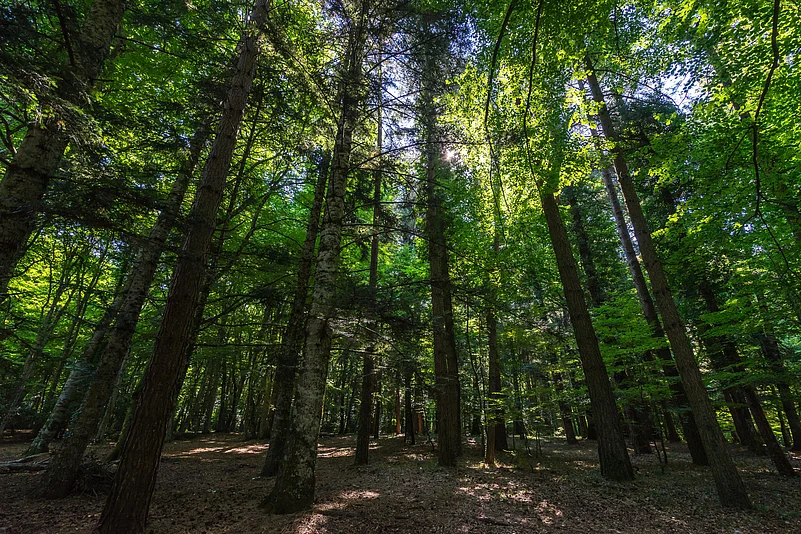 Umbra Forest
